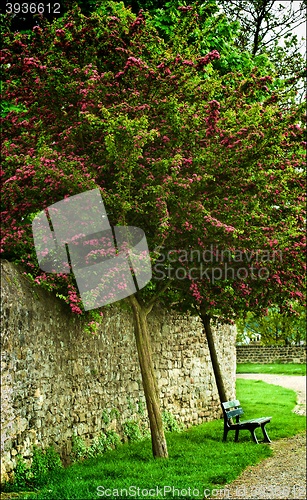 Image of Bench under Flowering Tree