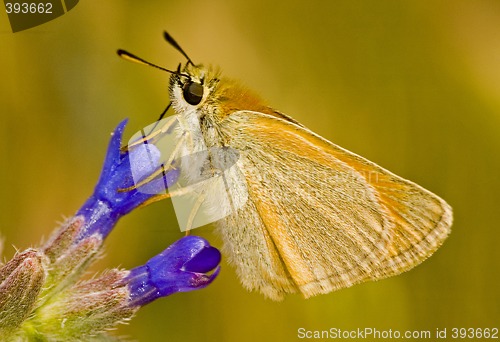 Image of Butterfly