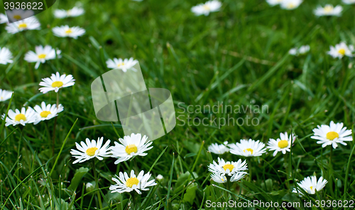 Image of Camomile Flower Field