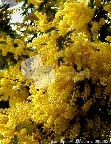 Image of Flowering Yellow Mimosa