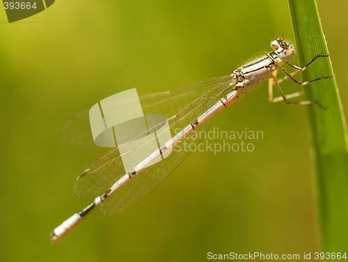 Image of Dragonfly