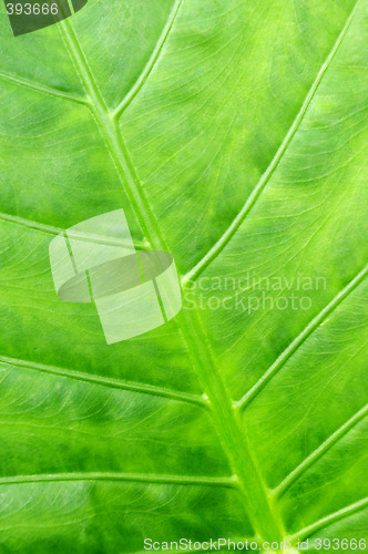 Image of Green tropical leaf background