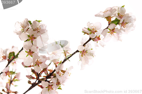 Image of Pink cherry blossom