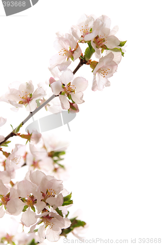 Image of Pink cherry blossom