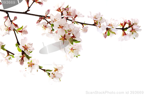 Image of Pink cherry blossom