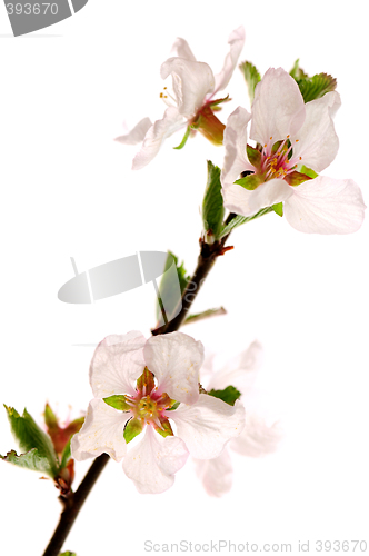 Image of Pink cherry blossom