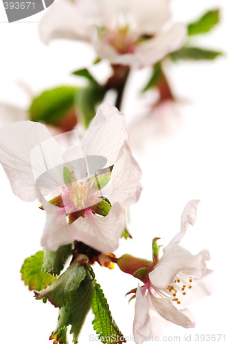 Image of Pink cherry blossom