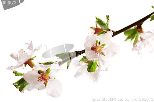 Image of Pink cherry blossom