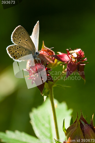 Image of Butterfly