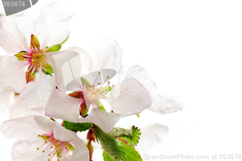 Image of Pink cherry blossom