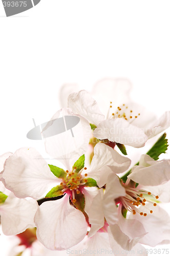 Image of Pink cherry blossom