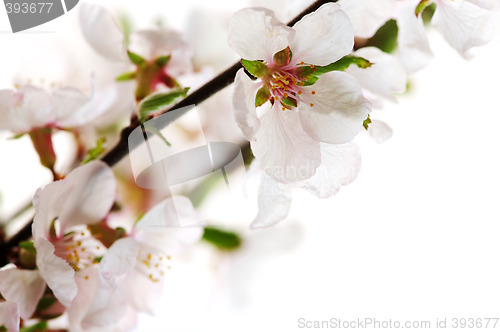 Image of Pink cherry blossom