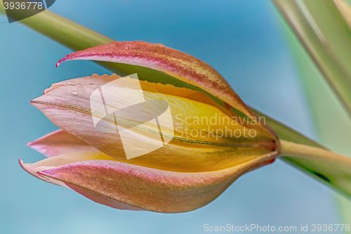 Image of Flower yellow Tulip closeup.