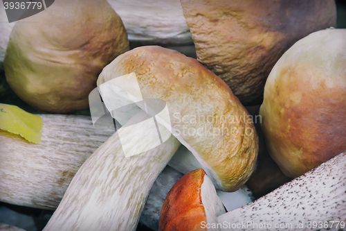 Image of Beautiful mushrooms on the grass in the forest.