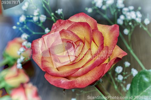 Image of A bouquet of roses on light green background.