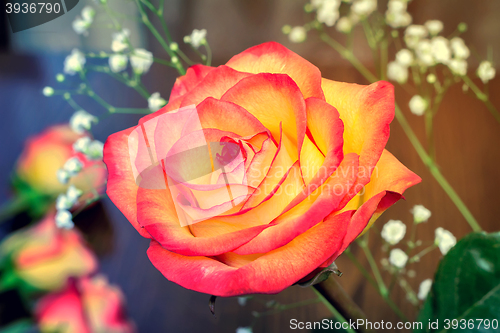 Image of A bouquet of roses on light green background.