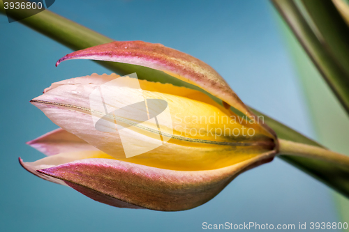 Image of Flower yellow Tulip closeup.