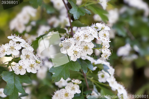 Image of The flowering hawthorn branch on a background of green garden.