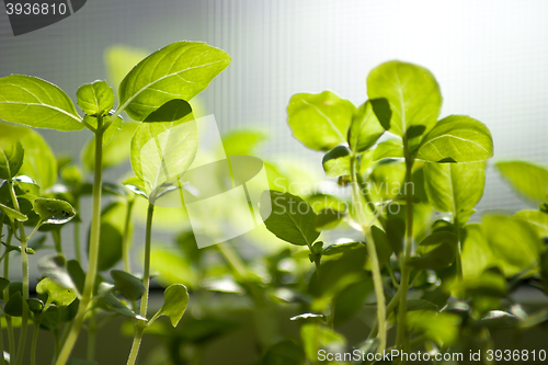 Image of young shoots of basil