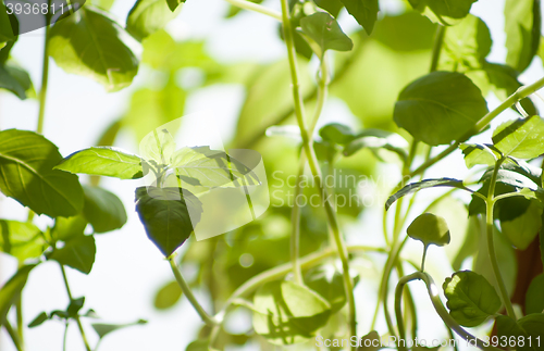Image of spring basil
