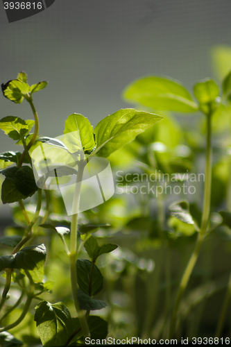 Image of background with spring greens