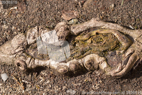 Image of tree roots