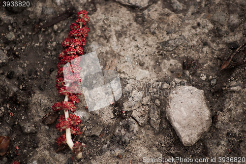 Image of red catkin in the spring