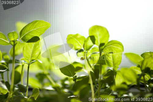 Image of young shoots of basil