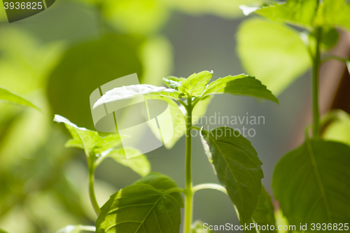 Image of background with spring greens