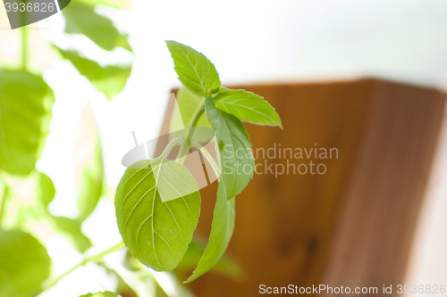 Image of Basil. background