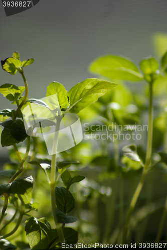 Image of background with spring greens