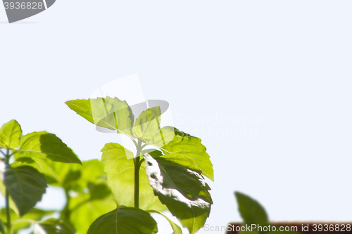 Image of basil. background