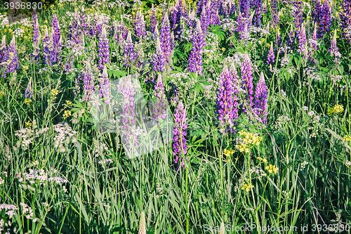 Image of Wildflowers on a clear Sunny morning.