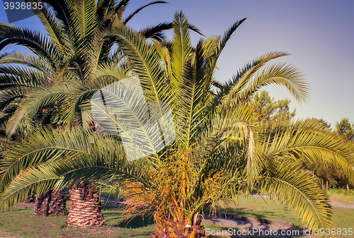 Image of Alley in the Park with large palm trees.