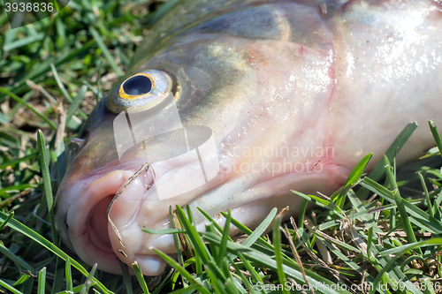 Image of Fish caught in the river, lying on the grass..