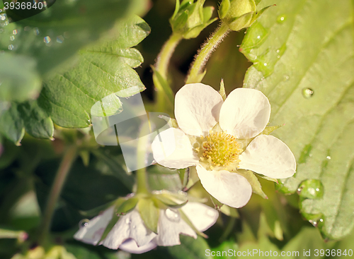 Image of Strawberry flowers in the garden .