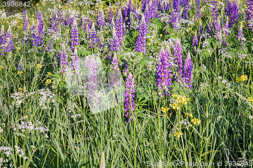 Image of Wildflowers on a clear Sunny morning.