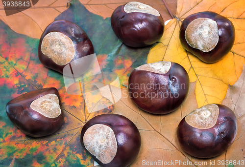 Image of Chestnuts on a background of autumn leaves.