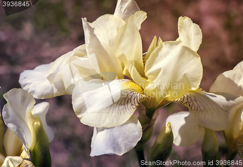 Image of Blooming in the garden, pale yellow irises.