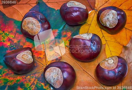 Image of Chestnuts on a background of autumn leaves.