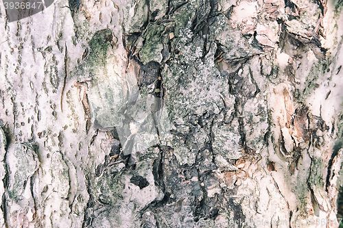 Image of The trunk of an old tree foreground ( background image).