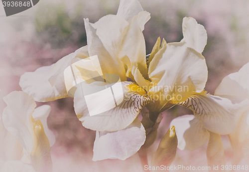 Image of Blooming in the garden, pale yellow irises.