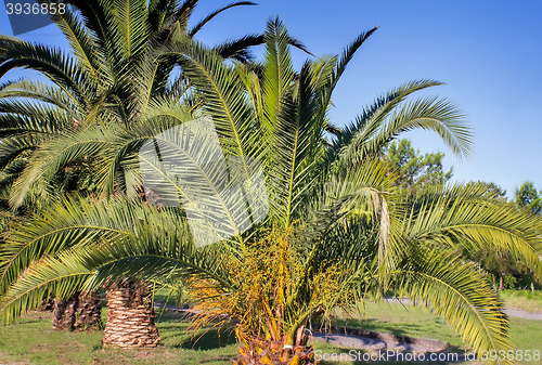 Image of Alley in the Park with large palm trees.