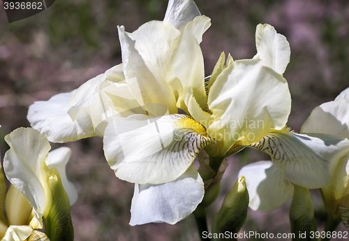 Image of Blooming in the garden, pale yellow irises.