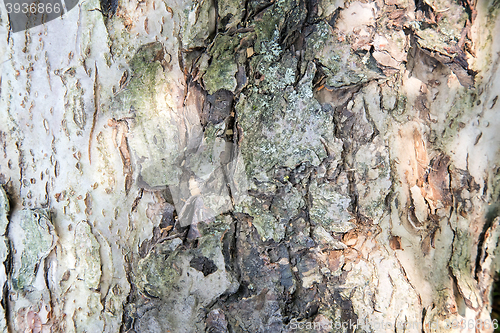 Image of The trunk of an old tree foreground ( background image).