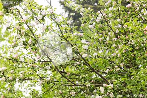 Image of close up of beautiful blooming apple tree branch