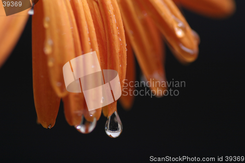 Image of Drops on Flower