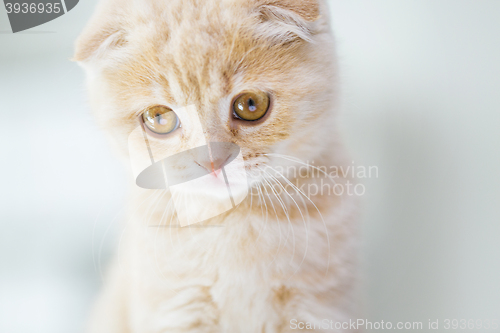 Image of close up of scottish fold kitten