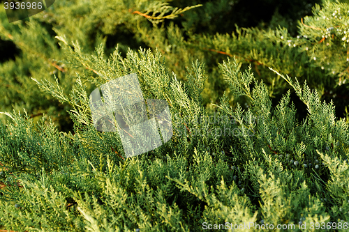 Image of Fir tree