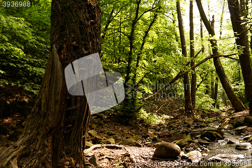 Image of Brooks in the forest